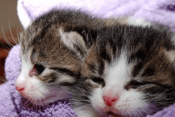 宠物猫名字文艺的