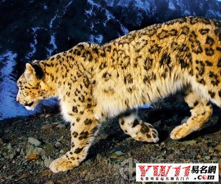 梦见老虎追我_梦到老虎追我_做梦梦见老虎追