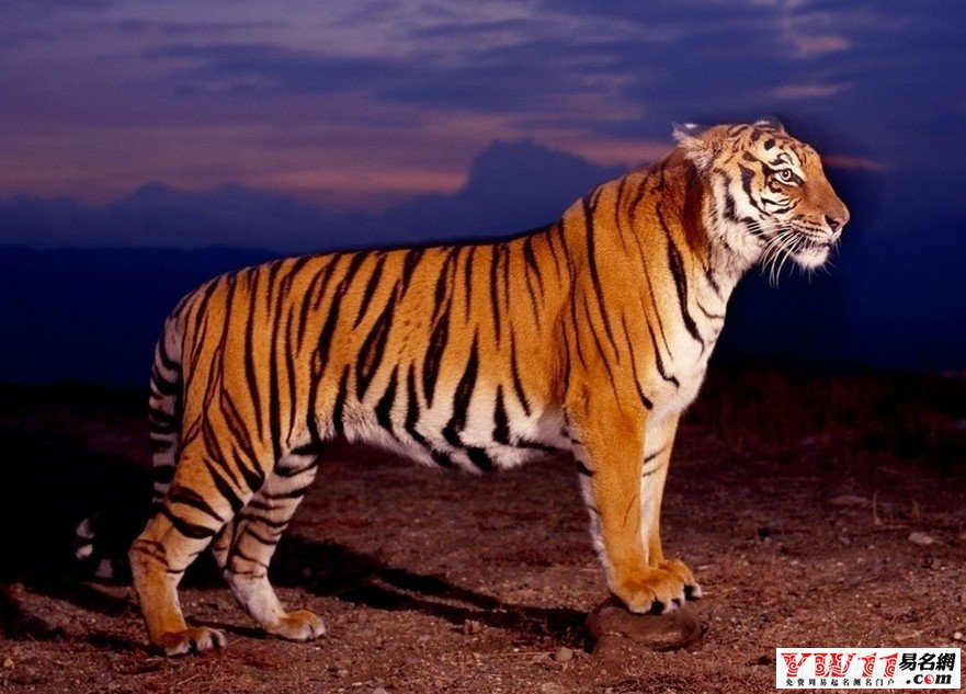 梦见老虎吃人_梦到老虎吃人_做梦梦见老虎吃人是什么意思-周公解梦大全