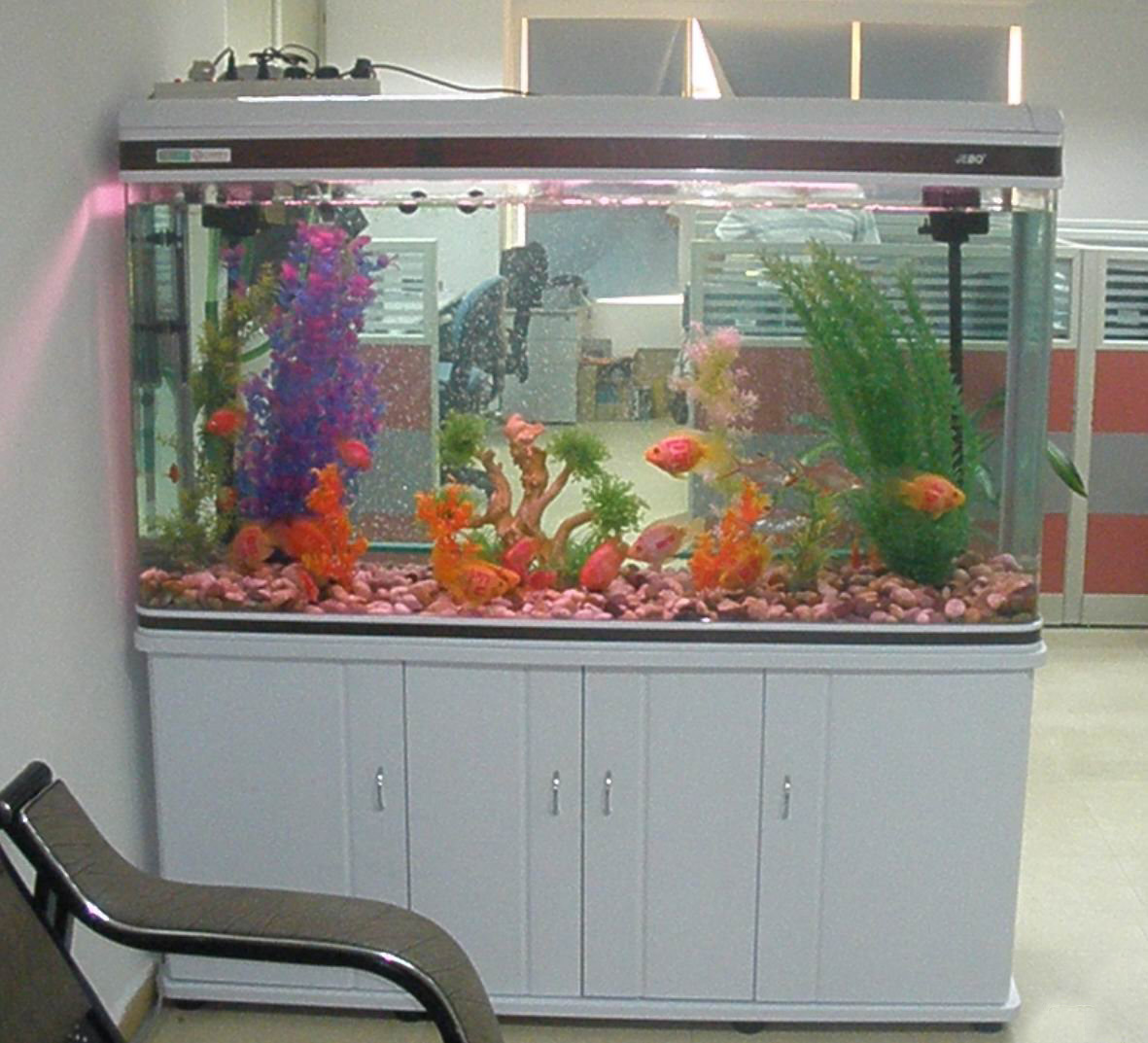 办公室养鱼风水大全-起名网