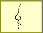 男人鼻子面相学图解