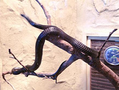 见黑蛇_梦到黑蛇_做梦梦见黑蛇是什么意思-周