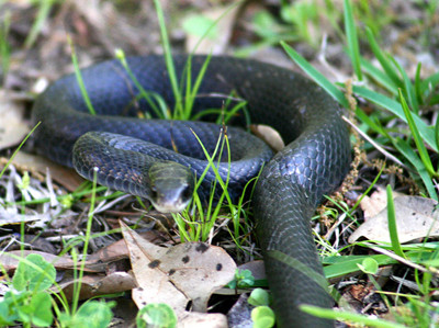 梦见黑蛇_梦到黑蛇_做梦梦见黑蛇是什么意思