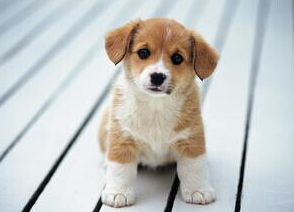 属狗人2015年运势-起名网