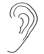 运动型耳