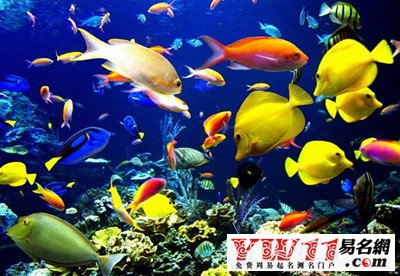 梦见好多鱼_梦到好多鱼_做梦梦见好多鱼是什