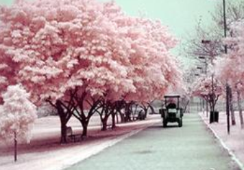 辛夷坞经典语录大全-起名网