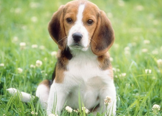 82年属什么,1982年属什么生肖-起名网