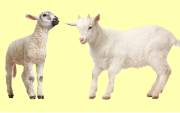 1979年属什么生肖年