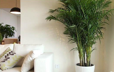 家居生活养哪些植物好?武汉天地和让你知道