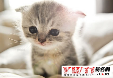 宠物店名字大全