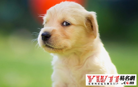 属狗的年份,属狗的是哪年出生-起名网