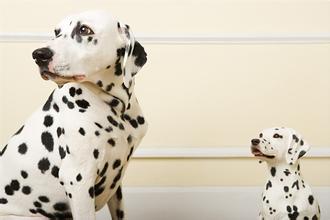 胎梦梦见狗-起名网