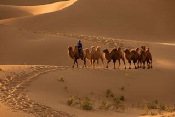 梦见骆驼_梦到骆驼_做梦梦见骆驼是什么意思