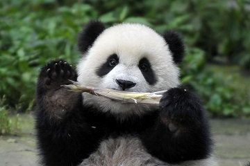 见熊猫_梦到熊猫_做梦梦见熊猫是什么意思-周