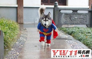 搞笑明星名字-起名网