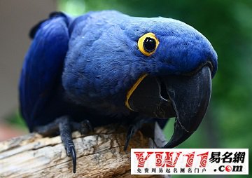 梦见鹦鹉_梦到鹦鹉_做梦梦见鹦鹉是什么意思