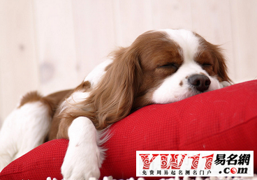 狗名字大全 霸气的-起名网