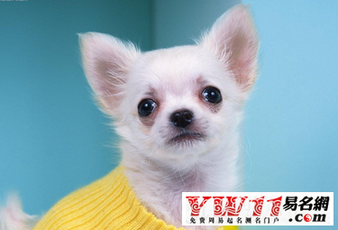 宠物名字可爱洋气-起名网