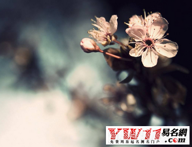 微信英文名字,2017微信英文名字大全-起名网