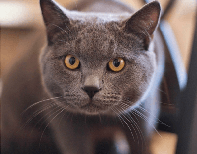 猫名字大全霸气的