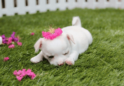 搞笑可爱的狗狗名字