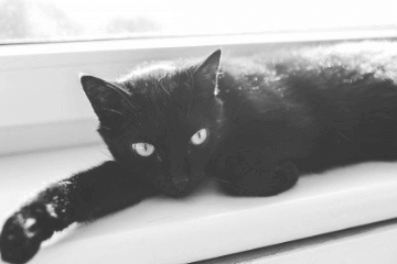 黑色猫咪名字可爱洋气