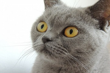 灰色的猫叫什么名字