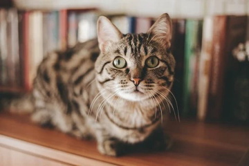 pet_28.jpg