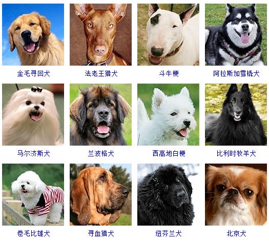 狗狗种类名字与图片图片