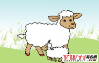 属羊的是哪年出生