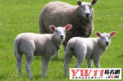 属羊的年份,属羊的是哪年出生之网友问答释疑
