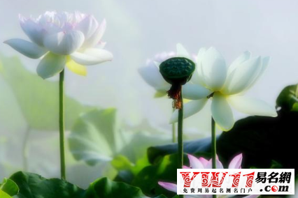 5个字的网名有诗意,五个字有诗意的网名大全