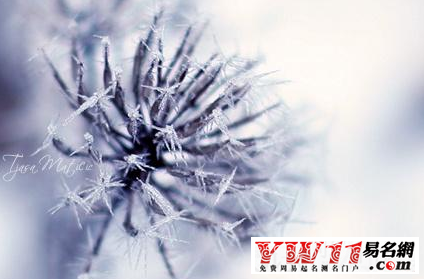 5个字的网名有诗意,五个字有诗意的网名大全