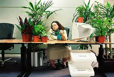 办公室风水,办公室风水植物