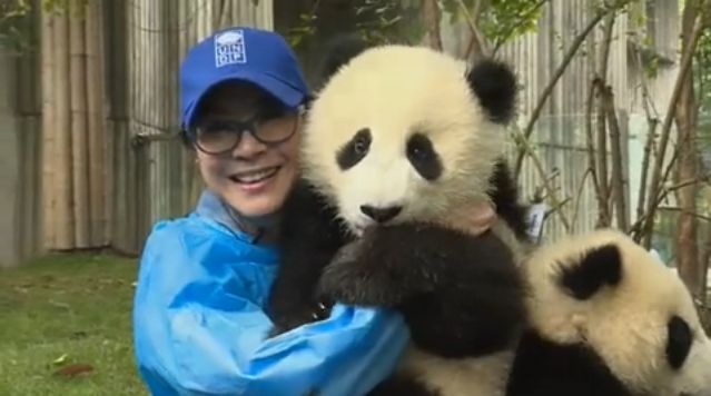 杨紫琼与熊猫亲密接触！