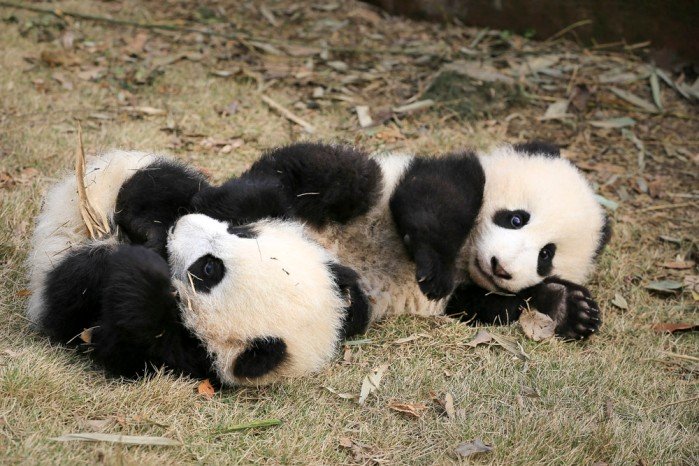 熊猫起名