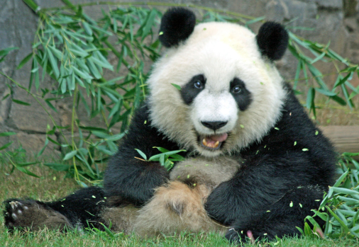 熊猫起名方法