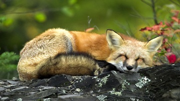 梦见狐狸