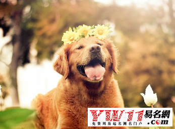 宠物店起名案例