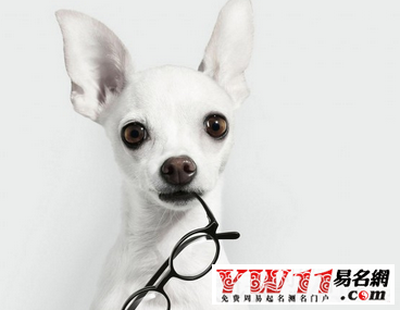 宠物店起名案例