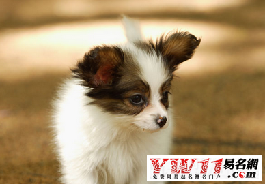 宠物店起名案例