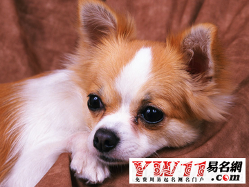 宠物店起名案例