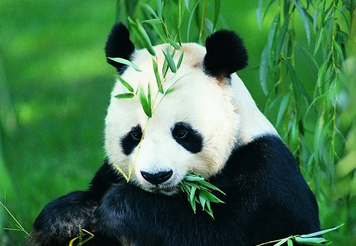 【给熊猫起名字】上海大熊猫宝宝取名“花生”