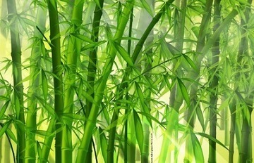 竹子与风水