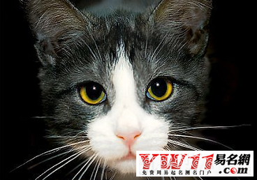 适合猫咪的名字参考