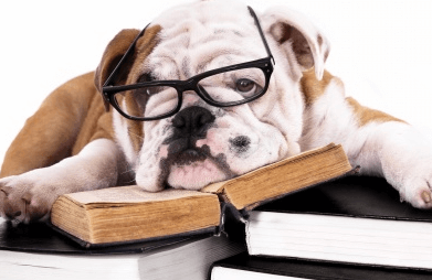 给狗狗取名字独一无二