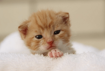 奇葩又好听的猫咪名字