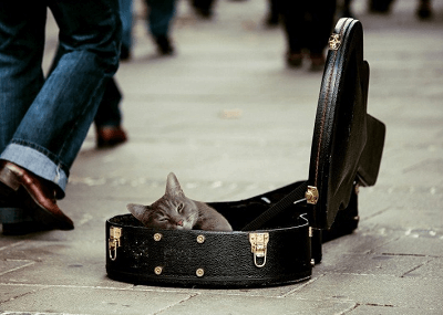 给猫起个名字特别萌的