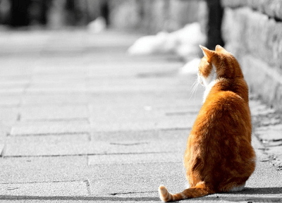 猫咪名字可爱洋气英文